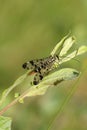 A hunting female Scorpion Fly, Panorpa communis, perching on a leaf.