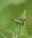 A hunting female Scorpion Fly, Panorpa communis, perching on a stinging Nettle leaf at the edge of woodland.