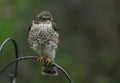 A hunting female Sparrowhawk, Accipiter nisus, perching on a metal post in a garden.