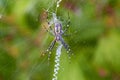 Wasp spider,hunting female spider Argiope bruennichi on the web