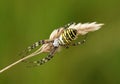 A hunting female Wasp Spider, Argiope bruennichi, on grass seeds.