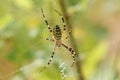 A hunting female Wasp Spider, Argiope bruennichi, on its web.