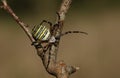 A hunting female Wasp Spider, Argiope bruennichi, perching on a branch in the UK.