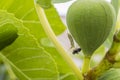Hunting fly at a Fig Royalty Free Stock Photo