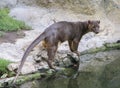 Hunting fossa Royalty Free Stock Photo