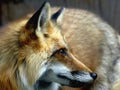 Hunting Fox Royalty Free Stock Photo