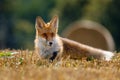 Hunting fox. Young red fox, Vulpes vulpes, hunts voles on stubble. Fox cub sniffs on field after corn harvest. Beautiful fox. Royalty Free Stock Photo