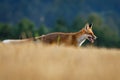 Hunting fox. Young red fox, Vulpes vulpes, creeps on stubble and hunts voles. Fox cub sniffs on field after corn harvest.