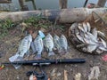 hunting freshwater nila fish