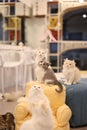 Hunting game of 4 cats living in the Korean cat cafe 'myohae'
