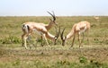 Hunting gazelles Royalty Free Stock Photo