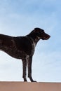 Hunting German breed of dog with smooth spotted coat and large drooping ears. Beautiful elegant elegant shorthaired pointer is on