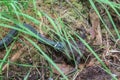 Hunting of grass snake Royalty Free Stock Photo