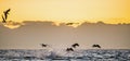 Hunting of a Great White Shark Carcharodon carcharias at sunrise Royalty Free Stock Photo