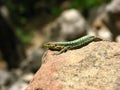 Hunting green lizard