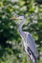 The Hunting Grey Heron Ardea cinerea Grey Heron Water Royalty Free Stock Photo