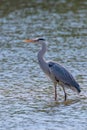 The Hunting Grey Heron Ardea cinerea Grey Heron Water Royalty Free Stock Photo