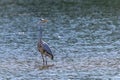 The Hunting Grey Heron Ardea cinerea Grey Heron Water Royalty Free Stock Photo