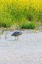 The Hunting Grey Heron Ardea cinerea Grey Heron Water Royalty Free Stock Photo