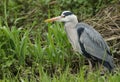 A hunting Grey Heron, Ardea cinerea, standing at the bank of a river. Royalty Free Stock Photo