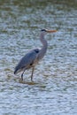 The Hunting Grey Heron Ardea cinerea Grey Heron Water Royalty Free Stock Photo