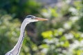 The Hunting Grey Heron Ardea cinerea Grey Heron Water Royalty Free Stock Photo