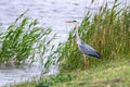 The Hunting Grey Heron Ardea cinerea Grey Heron Water Royalty Free Stock Photo