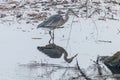 The hunting Grey Heron Ardea cinerea in water reflection Royalty Free Stock Photo