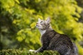 Hunting Grey Tabby Cat Royalty Free Stock Photo