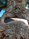 Hunting ground sign partially devoured by a tree