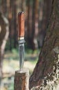 Hunting hardened, steel knife stuck in a tree stump in forest