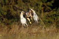 Hunting hawk at sunrise. Red-tailed hawk, Buteo jamaicensis, flying over meadow in forest. Majestic bird of prey in flight. Royalty Free Stock Photo