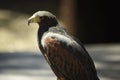 Hunting hawk before taking off