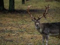 Deer in the wild in the forest