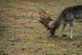 Deer in the wild in the forest