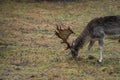 Deer in the wild in the forest