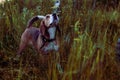 Hunting hound dog from forest on the grass waiting for the owner. autumn portrait Royalty Free Stock Photo