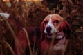 Hunting hound dog from forest on the grass waiting for the owner. autumn portrait Royalty Free Stock Photo