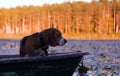 Hunting hound dog in forest on the lake swims with the owner on a boat. autumn portrait Royalty Free Stock Photo