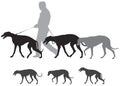 Hunting hound dogs walk, Greyhound Walks Royalty Free Stock Photo