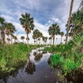 Hunting island beach and state park in south carolina Royalty Free Stock Photo