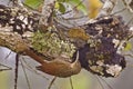 Hunting Ivory-billed Woodcreeper, Xiphorhynchus flavigaster