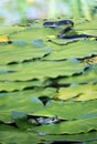 Hunting juvenile grass snake (Natrix natrix) and a common water frog hiding among the leaves of a water lily in a pond Royalty Free Stock Photo