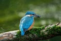 Hunting juvenile kingfisher. Common kingfisher, Alcedo atthis, perched on branch near nesting burrow, caddisfly larvea in bill. Royalty Free Stock Photo