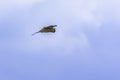 Hunting kestrel on blue sky background. Royalty Free Stock Photo