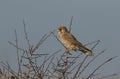 A hunting Kestrel, Falco tinnunculus, perching on a Hawthorn Tree on a very windy day in the UK.