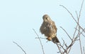 A hunting Kestrel, Falco tinnunculus, perching on a Hawthorn Tree on a windy day in the UK.