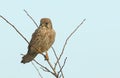 A hunting Kestrel, Falco tinnunculus, perching on a Hawthorn Tree on a windy day in the UK.