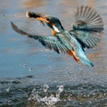 Hunting kingfisher bird with fish Royalty Free Stock Photo