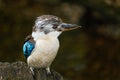 Hunting kingfisher. Blue-winged kookaburra, Dacelo leachii, perched on tree trunk, waiting for fish. Large bird with long beak.